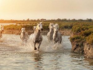 White Camargue Horses running on the beach in Parc Regional de Camargue - Provence, France; Shutterstock ID 325091081; PO: grafica boscolo; Job: vdb